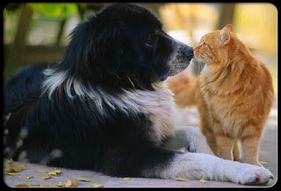 dog-and-cat